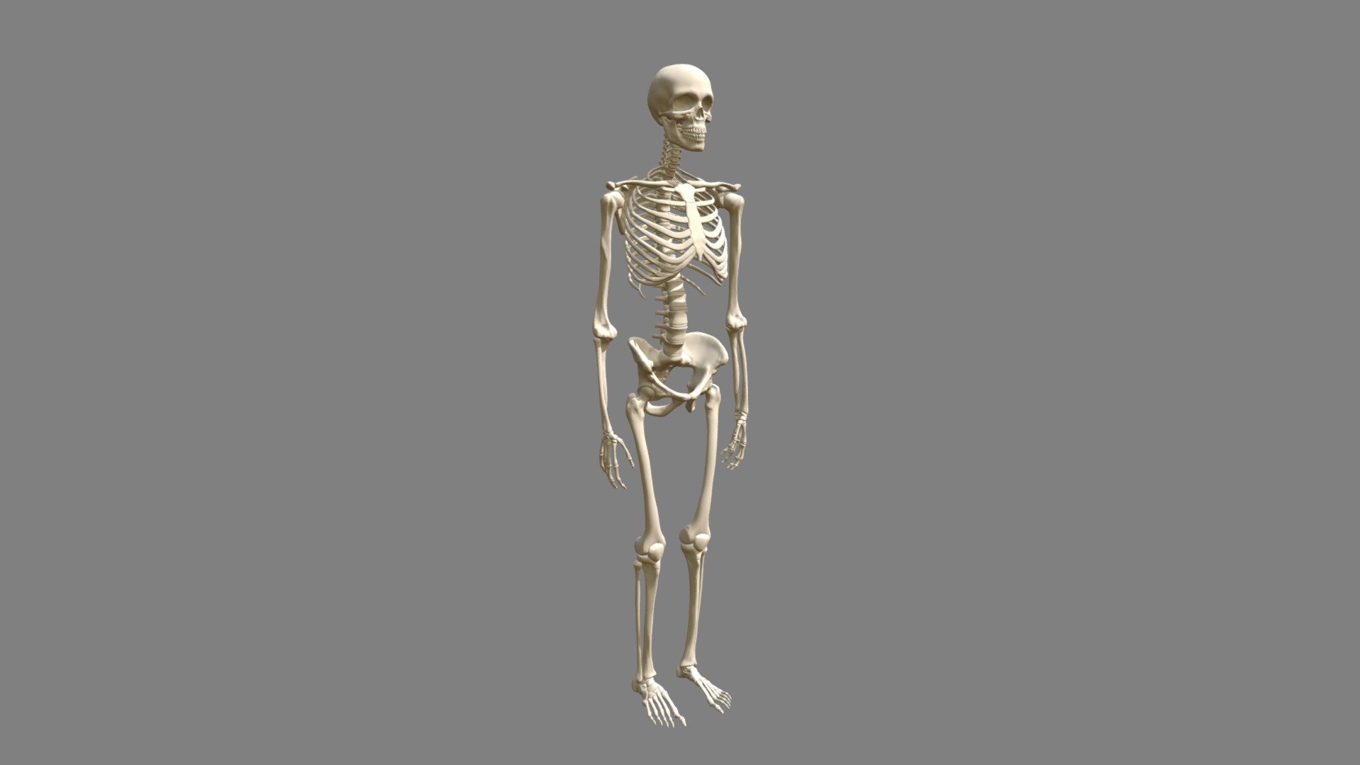 Skeleton - 3D model by YurLex (@Yur_Lex) [2356760] - Sketchfab