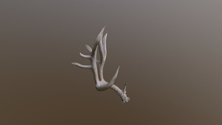 Utah Mule Deer Sheds 3D Model