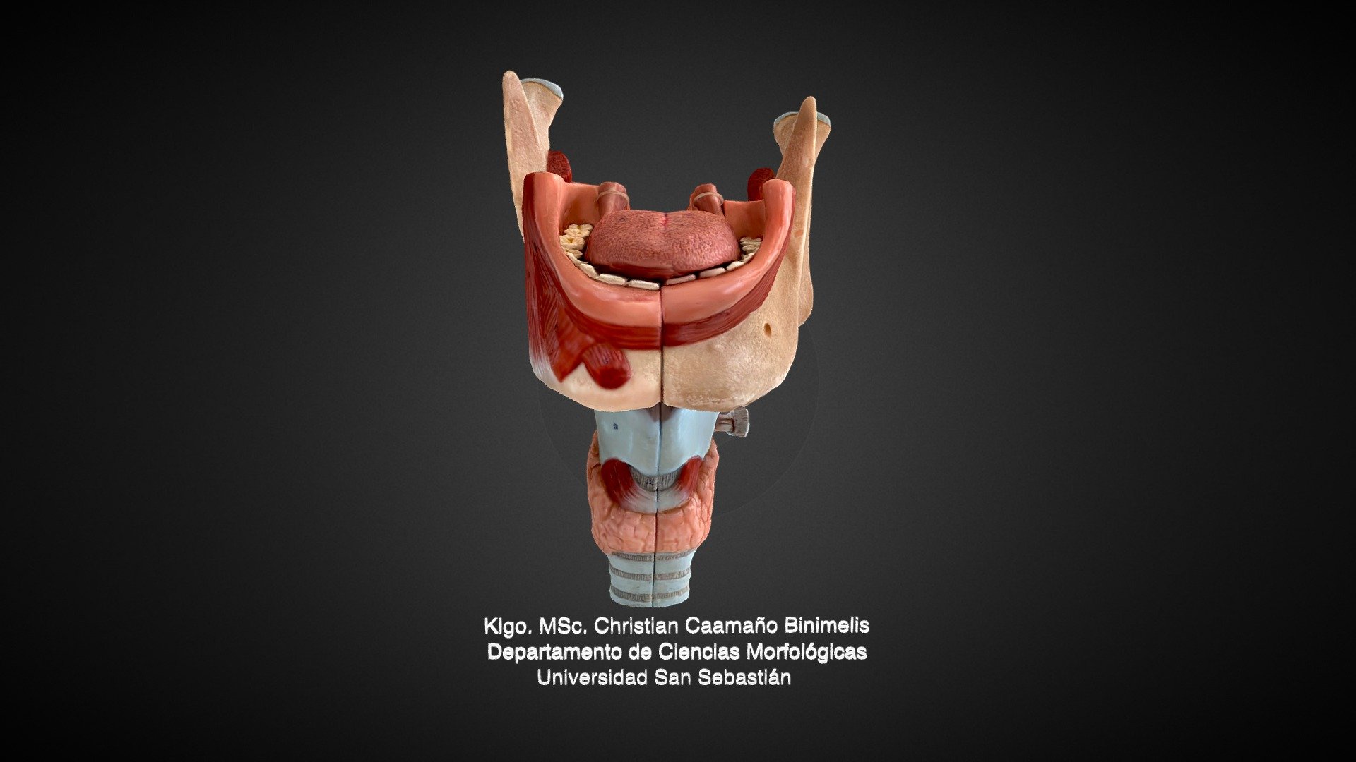 Cavidad oral, faringe y laringe - 3D model by Klgo. MSc. MBA. Christian  Caamaño Binimelis (@chrissbliss02) [2356b80]