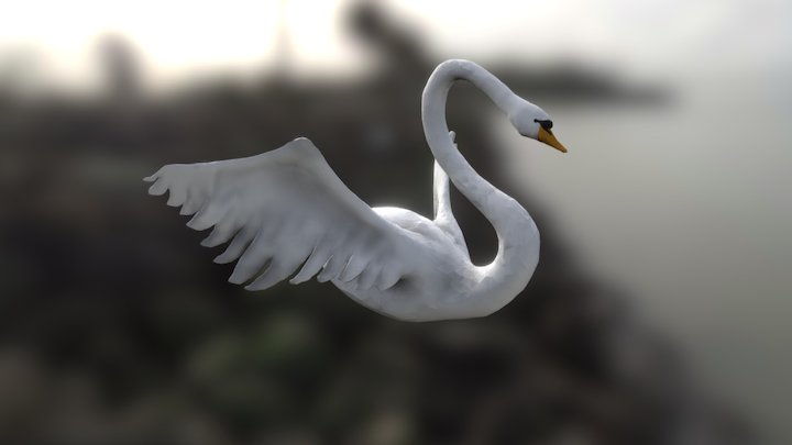 Swan 3D Model