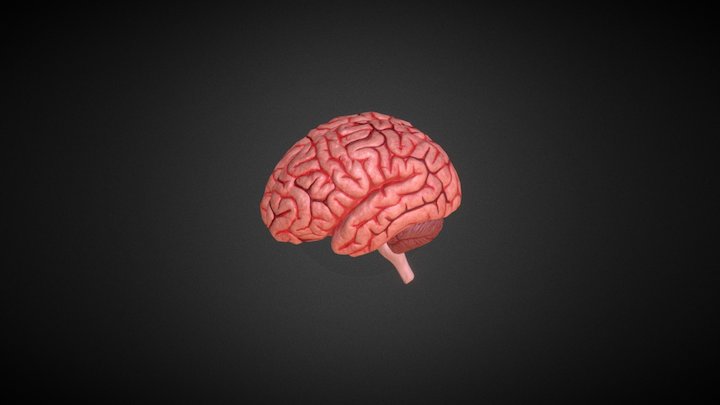 Human Brain 3D Model