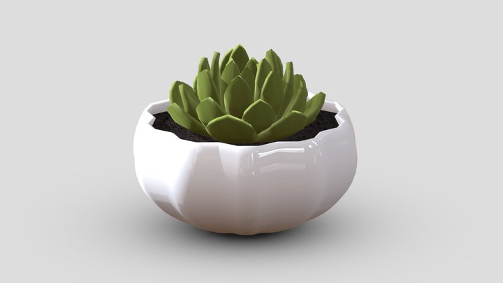 Succulent 3D Model