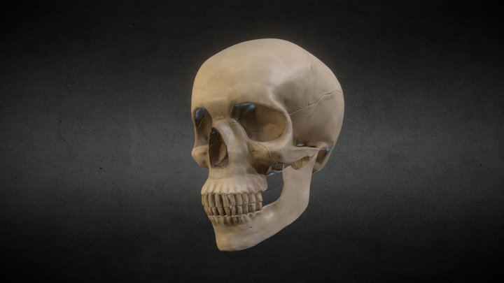 Craneo / Skull 3D Model