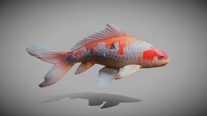 Koifish 3D models - Sketchfab