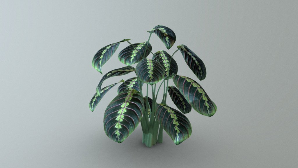 Prayer Plant