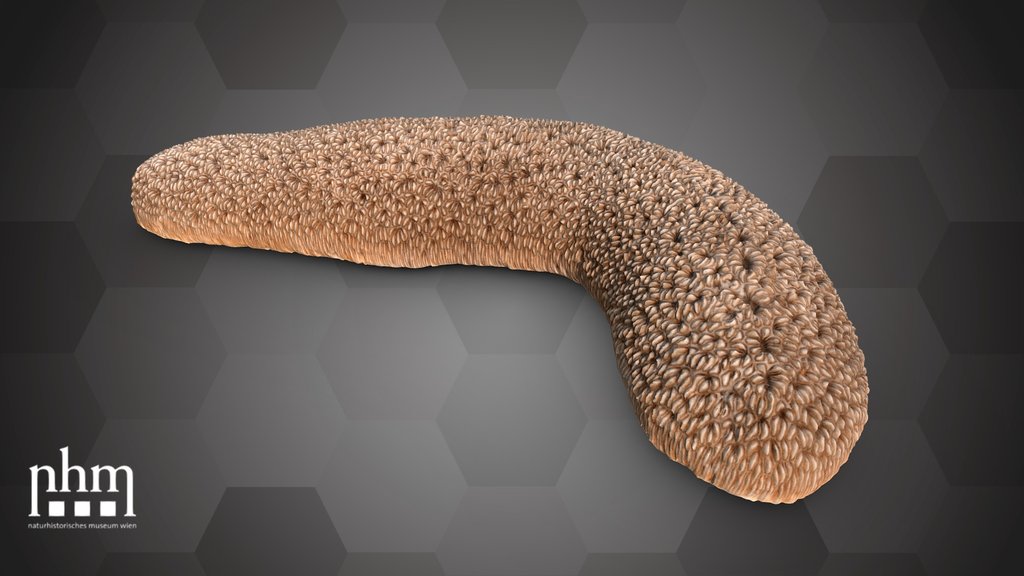 Mushroom coral (NHMW-ZOO-EV-0000239)