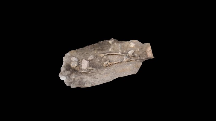 Eke 2019 Skeleton 1 3D Model