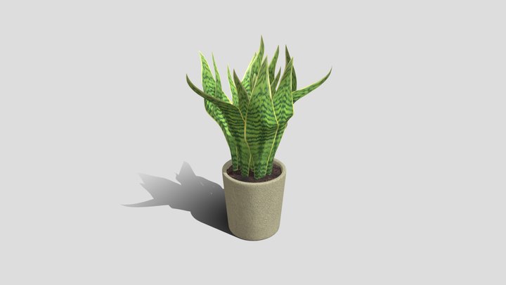 Low-poly snake plant 3D Model