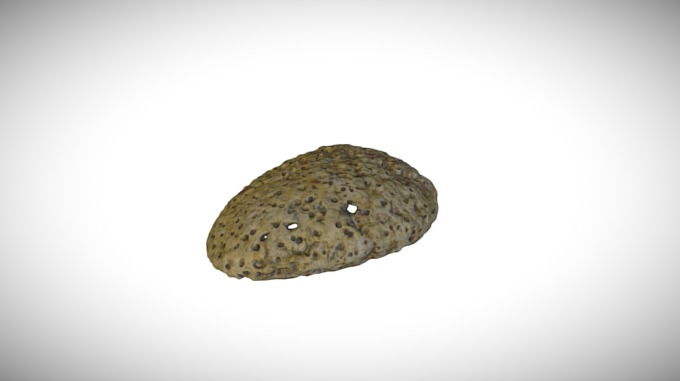 Dendropoma lituella / CASIZ 61497 3D model by California Academy of