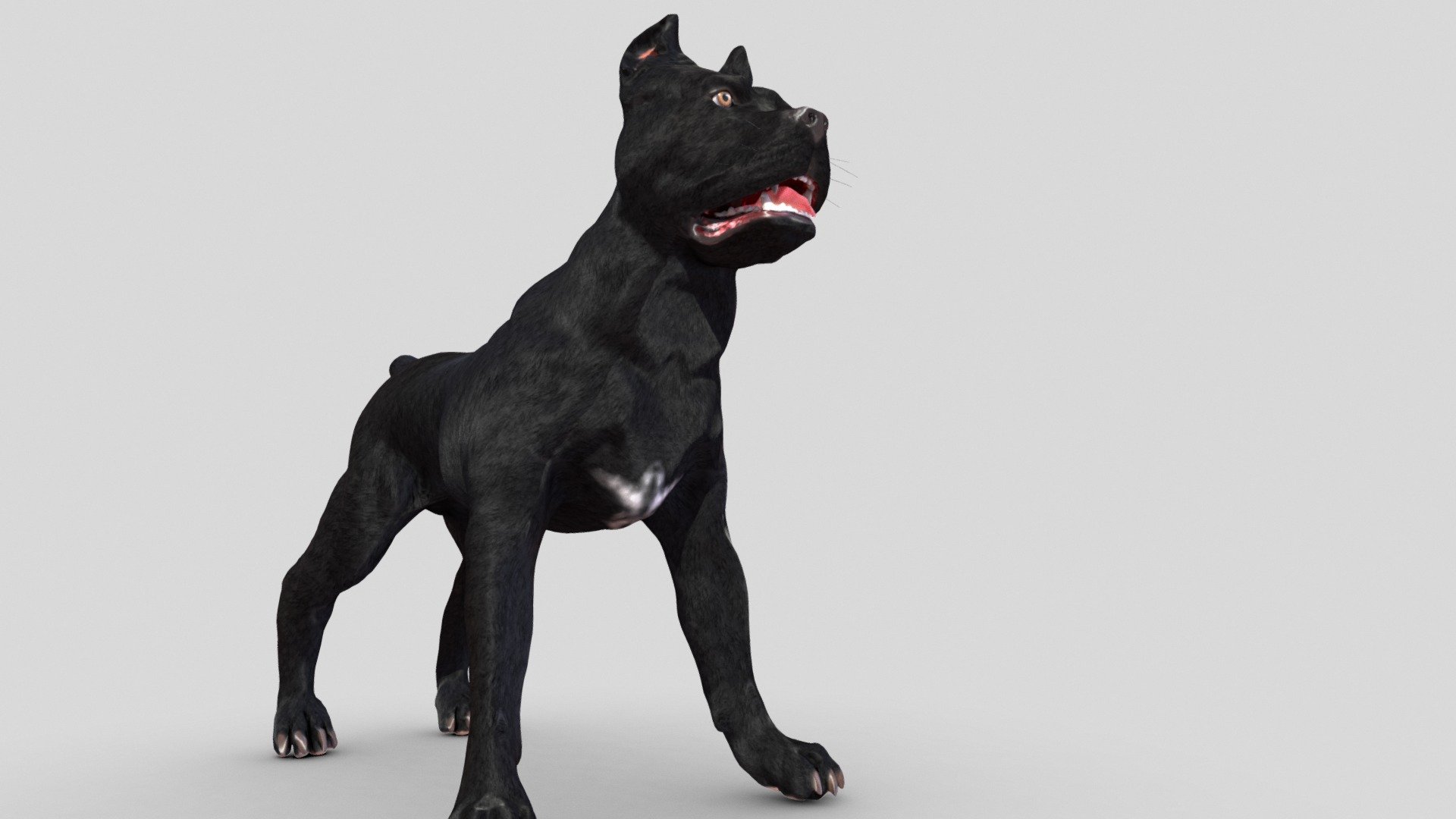 14,088 Cane Corso Images, Stock Photos, 3D objects, & Vectors