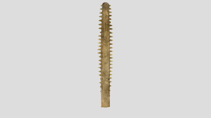 Narrow Sawfish - Rostrum (Large) 3D Model
