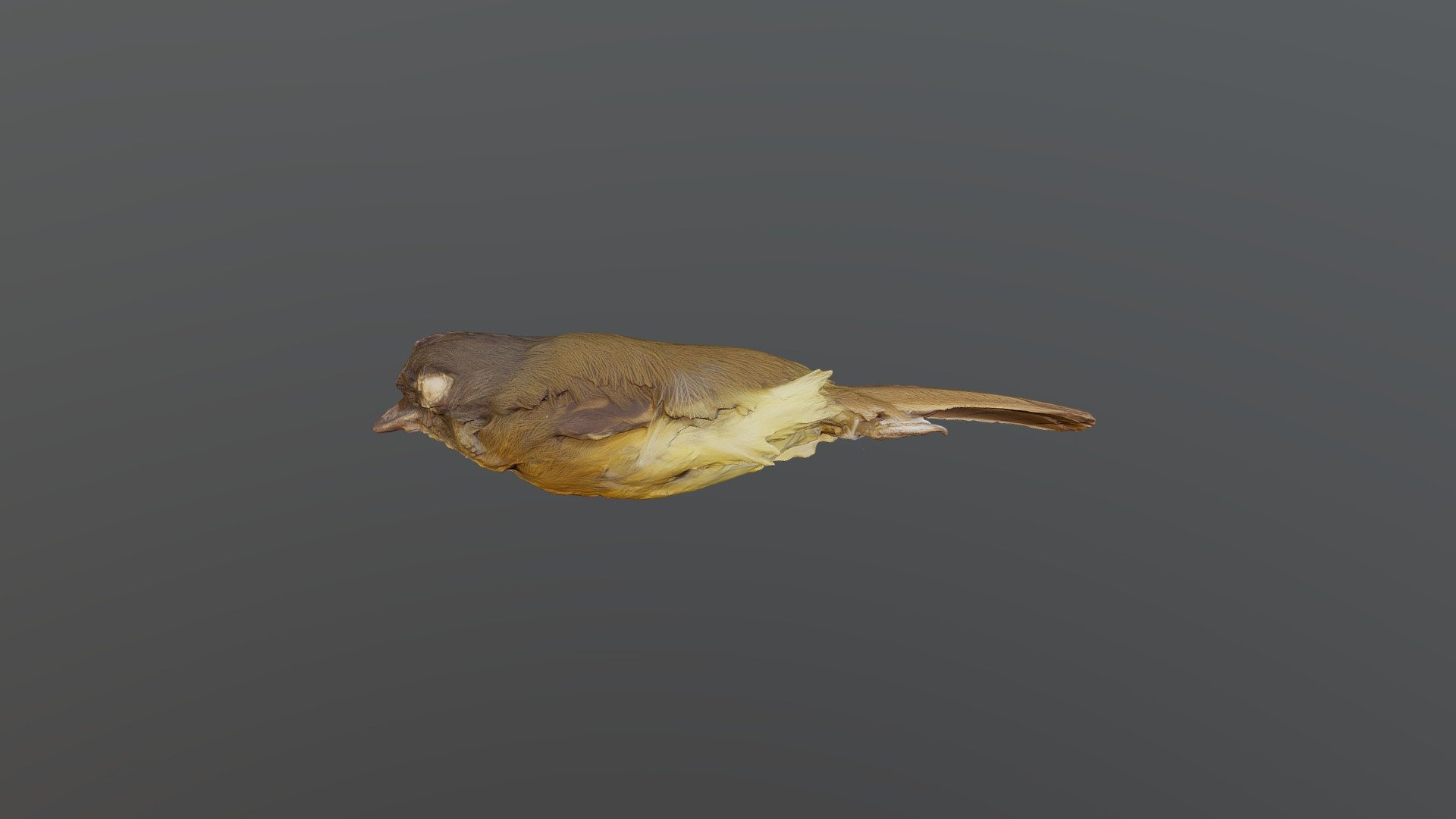Tawny-chested Flycatcher - Aphanotriccus capi...