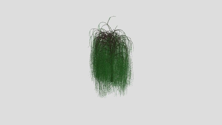 Willow Tree 3D Model
