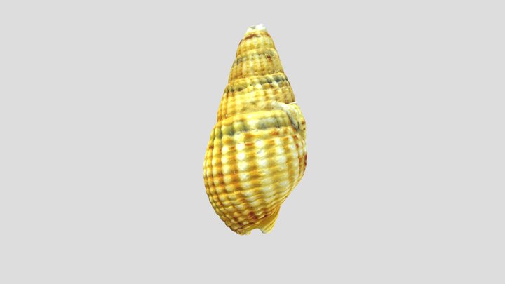 Nassarius reticulatus shell 3D Model