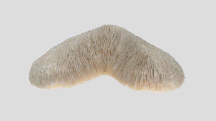 Fungia Coral (NHMW-ZOO-EV-0008421) 3D Model