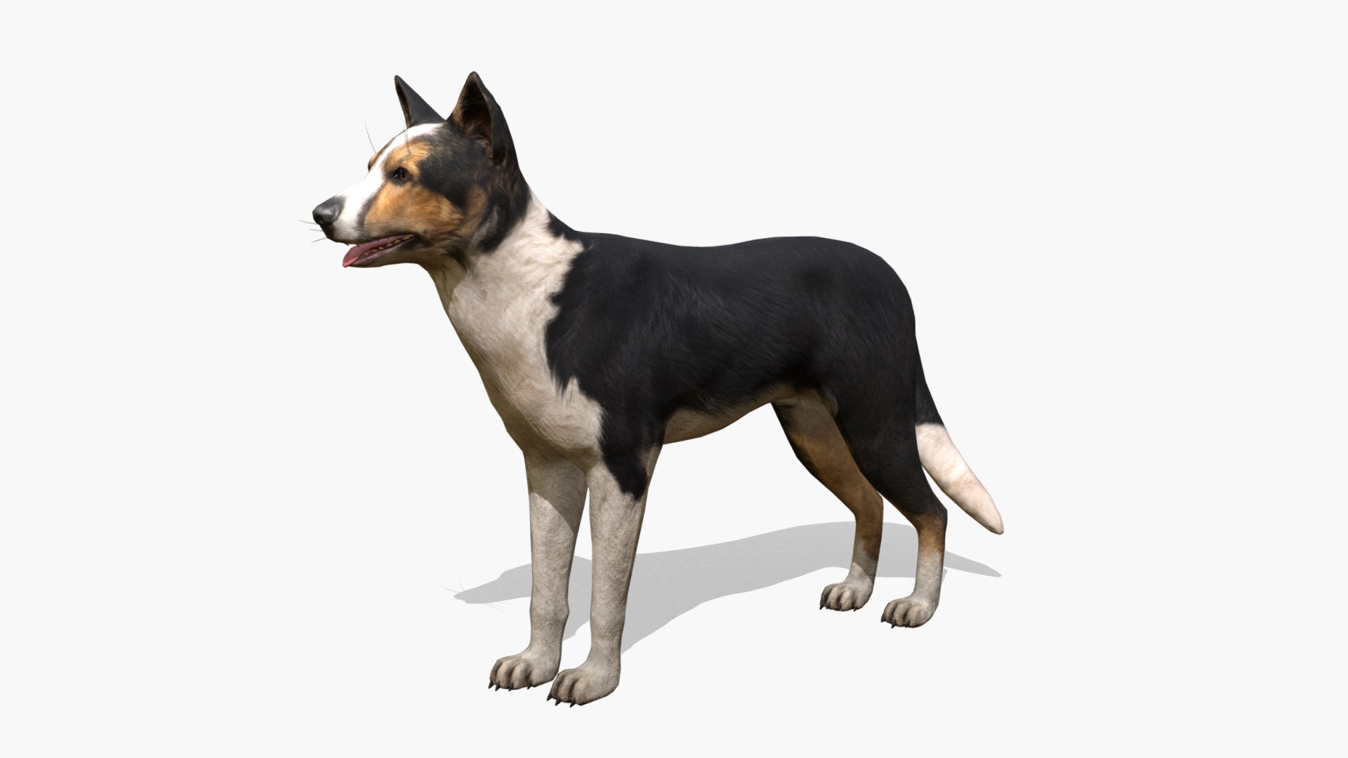 3D model Dog collie - This is a 3D model of the Dog collie. The 3D model is about a dog standing on a white background.