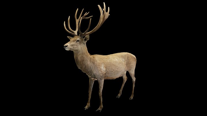 Cerf 3D Model