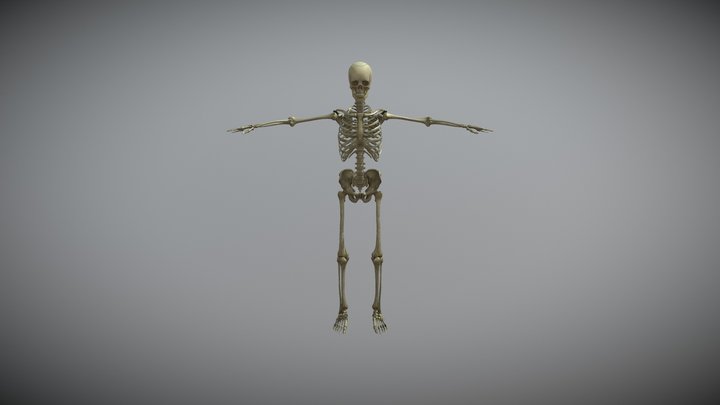 male skelet anatomia 3D Model