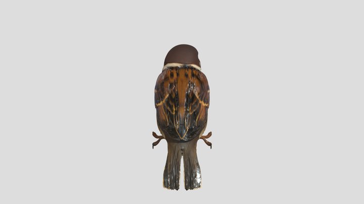 Eurasian tree sparrow 3D Model