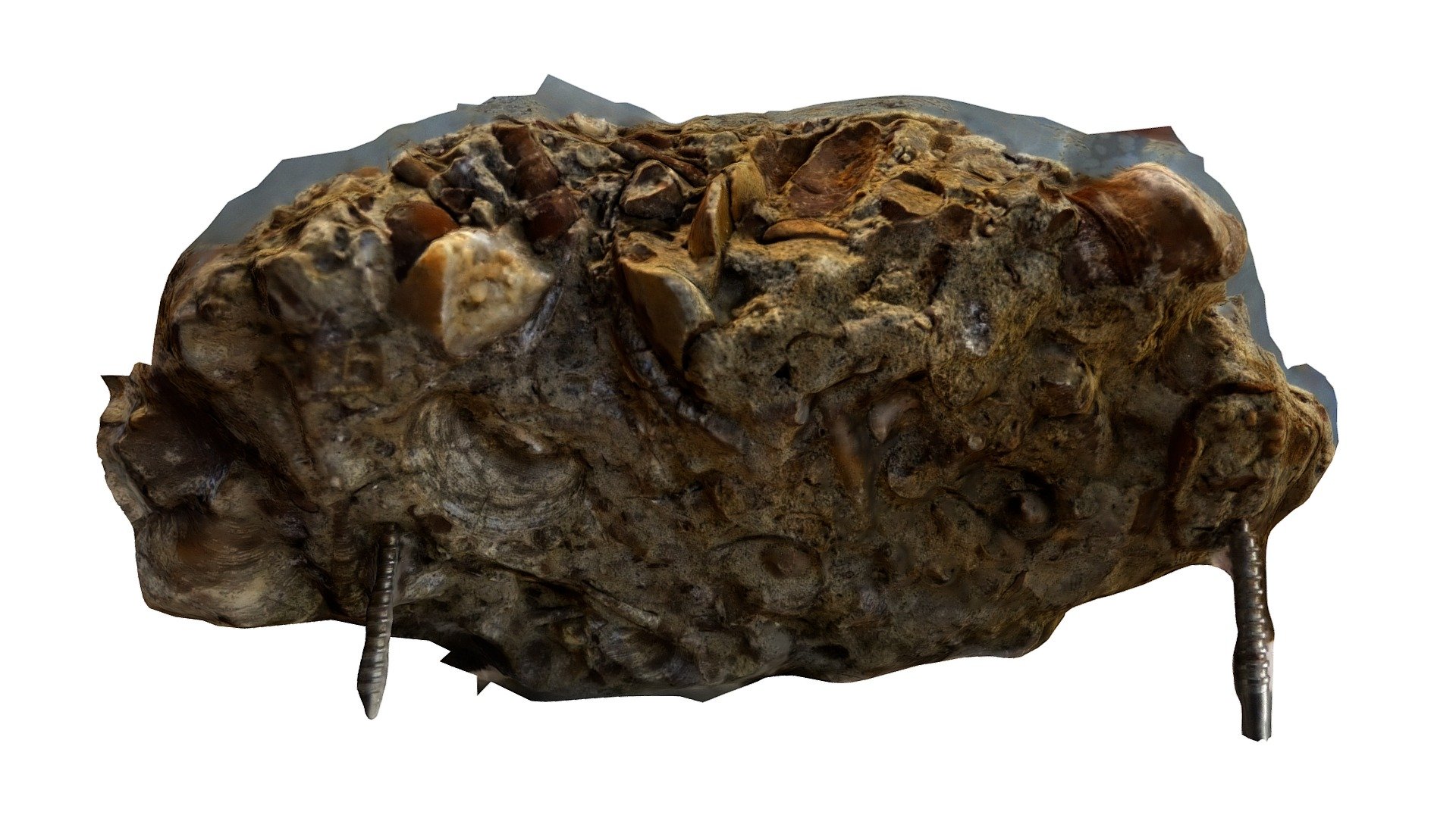 Mollusc fossils in sandstone