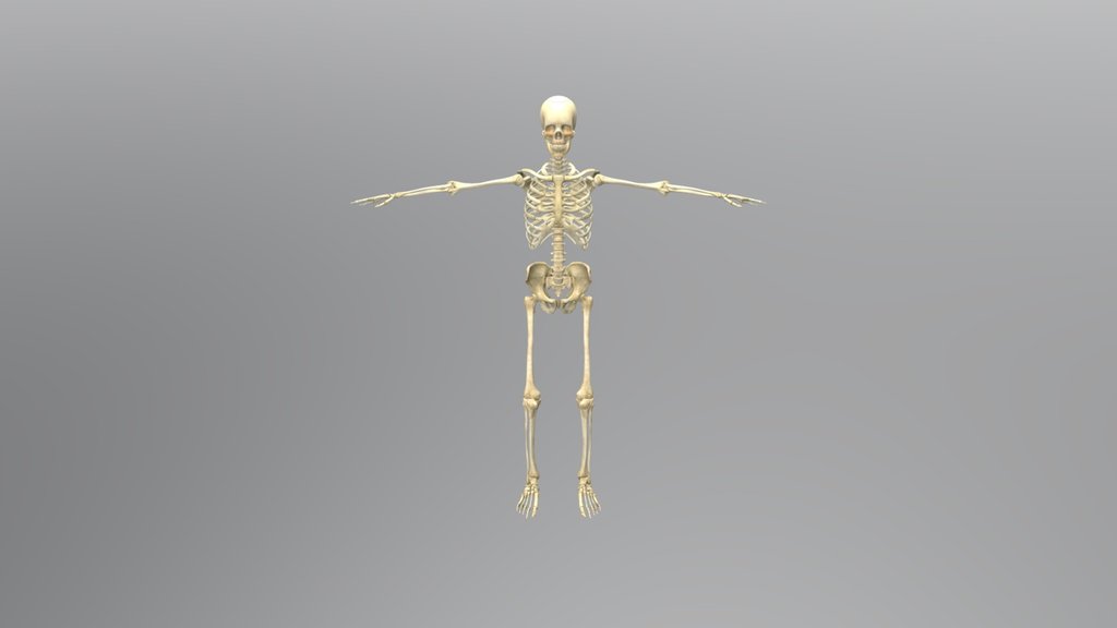 Human skeleton