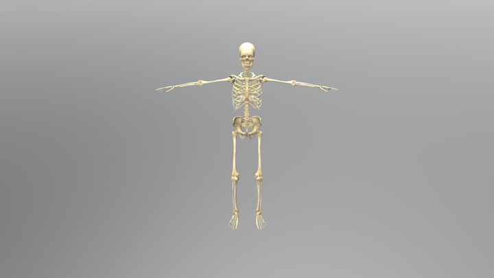 Human skeleton 3D Model