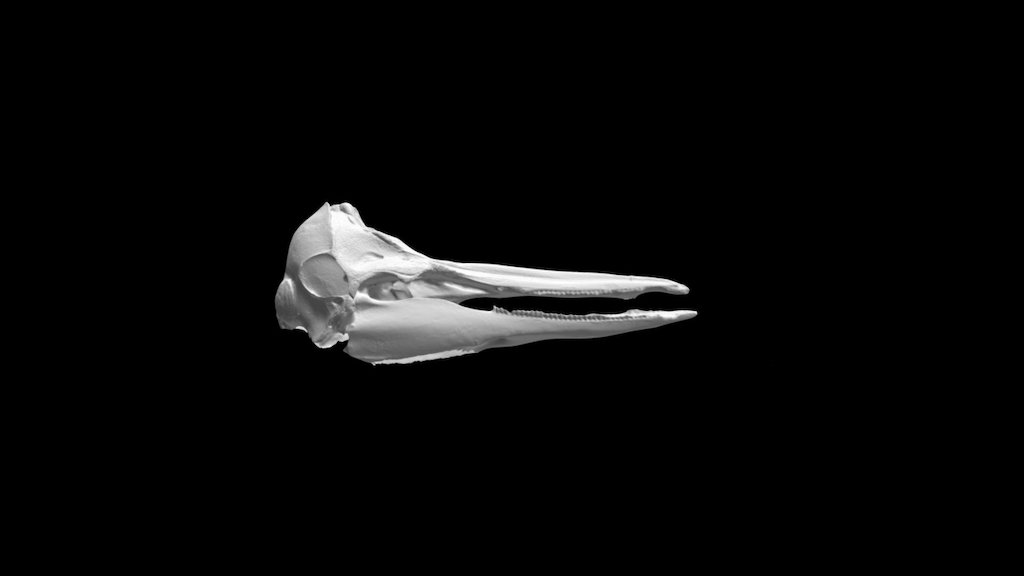 Delphid Skull