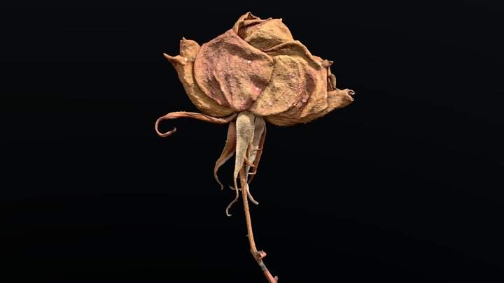 Dried Rose 04 .::RAWscan::. – Modello 3D gratuito STL