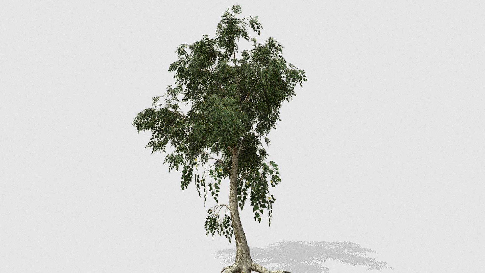 silver birch - 3D model by Jamlu69 [74450e8] - Sketchfab