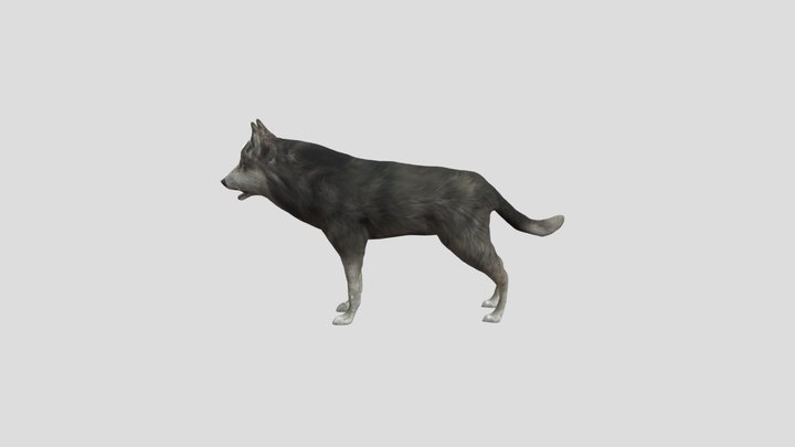 Animated Wolf 3D Model