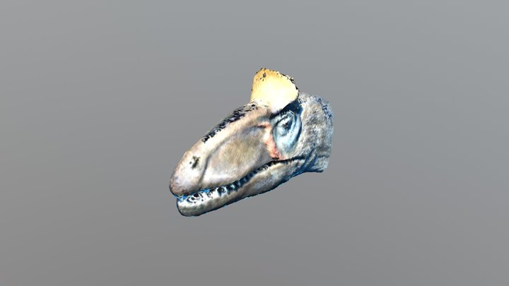 Dinosaur from Field Museum in Chicago 3D Model