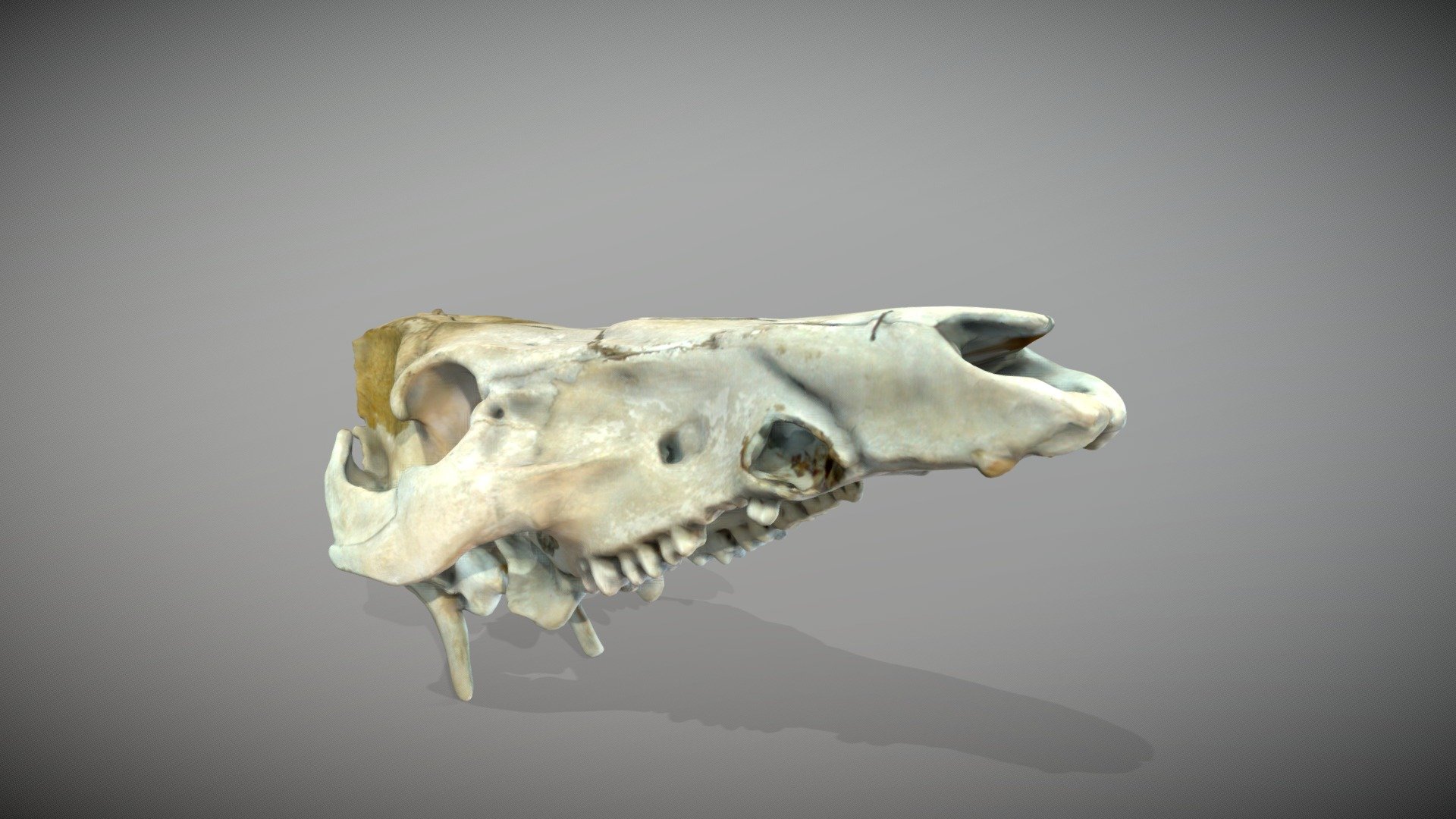 Dog Upper