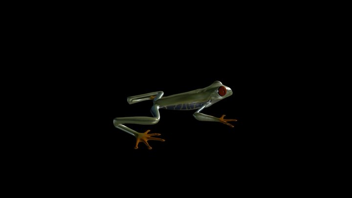 Red Eyed Tree Frog 3D Model