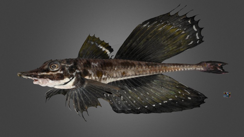 CC0 トクビレ 🐟 Sail-fin Poacher, Podothecus sachi