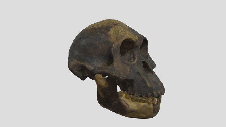 Australopithecus afarensis (Lucy;crâne et mand.) 3D Model