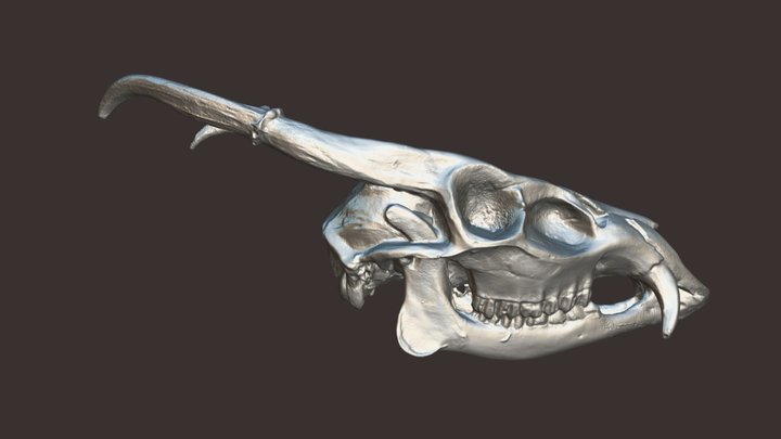 Sheep Skull – Kostenloses 3D-Modell STL