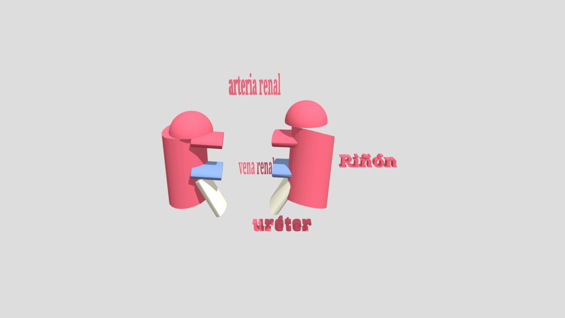 riñones