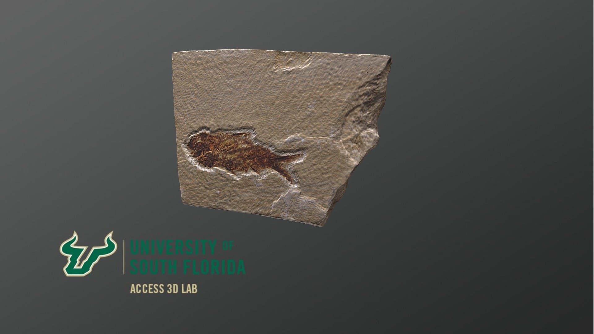 Fossilized Fish