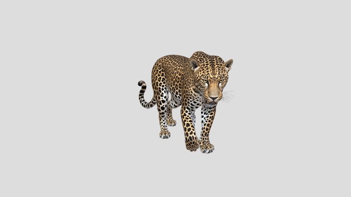 Leopard in Focus 3D Model