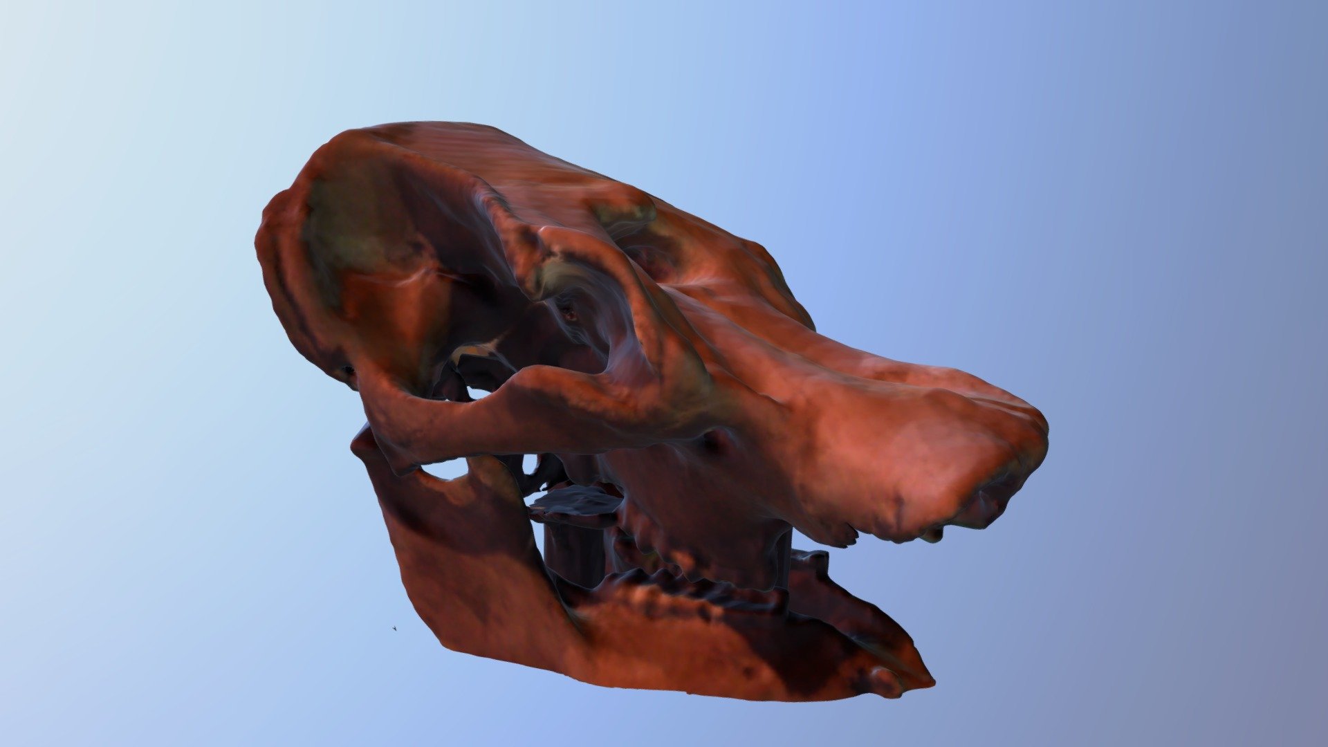 Max the Mastodon's Skull