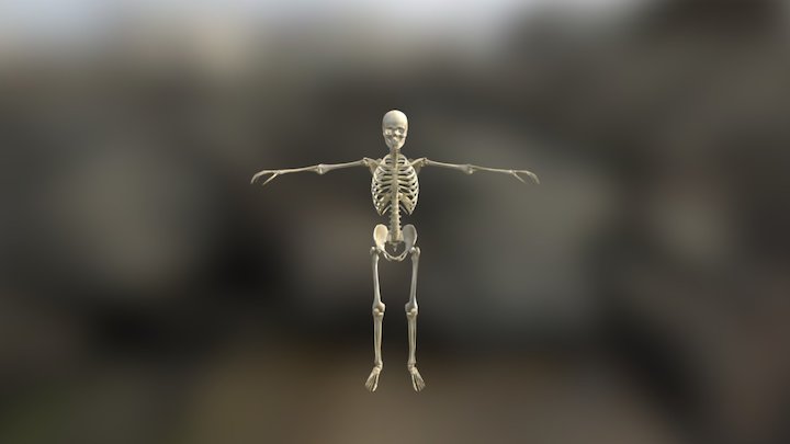 Bone Gross 3D Model