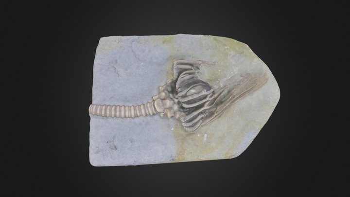 Crinoid: Actinocrinites gibsoni (PRI 78779) – Modelo 3D gratuito STL
