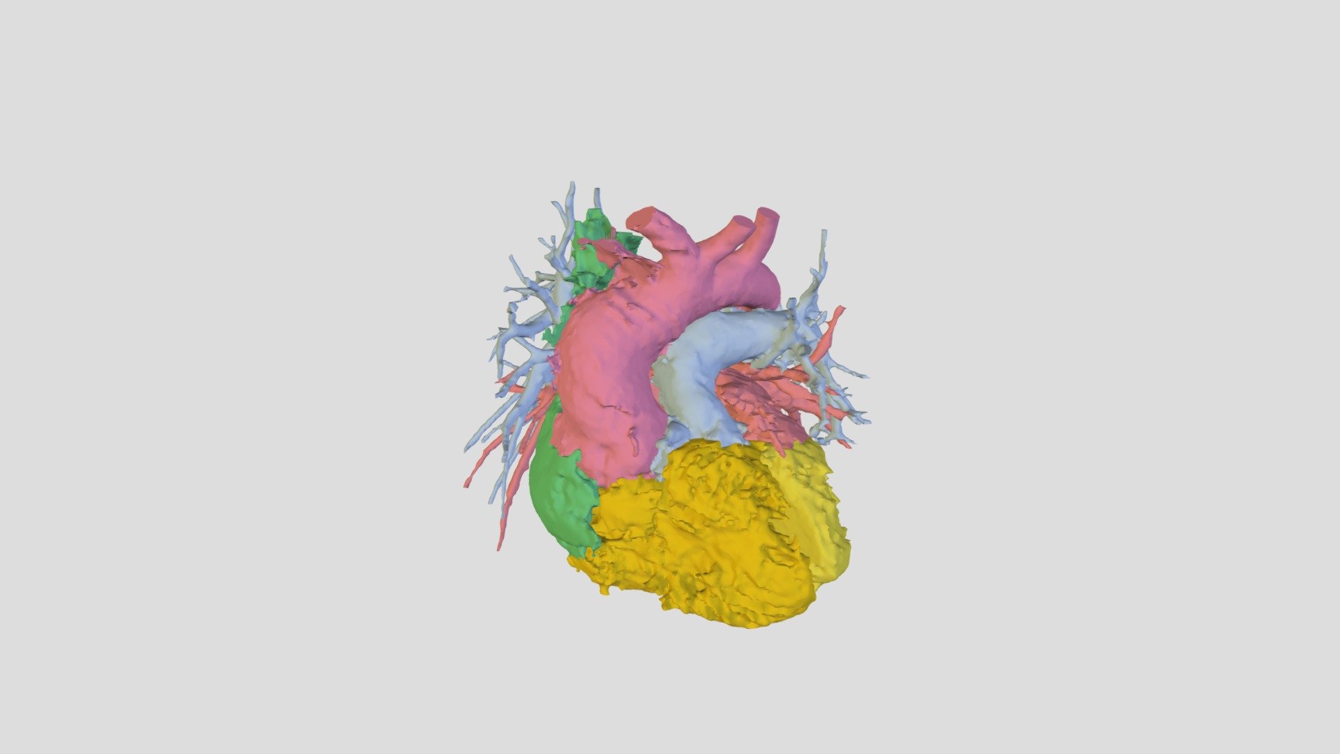 Heart - 3D model by MarkJH [23b7161] - Sketchfab