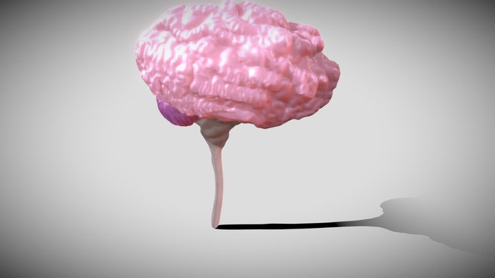 Brain 3D Model