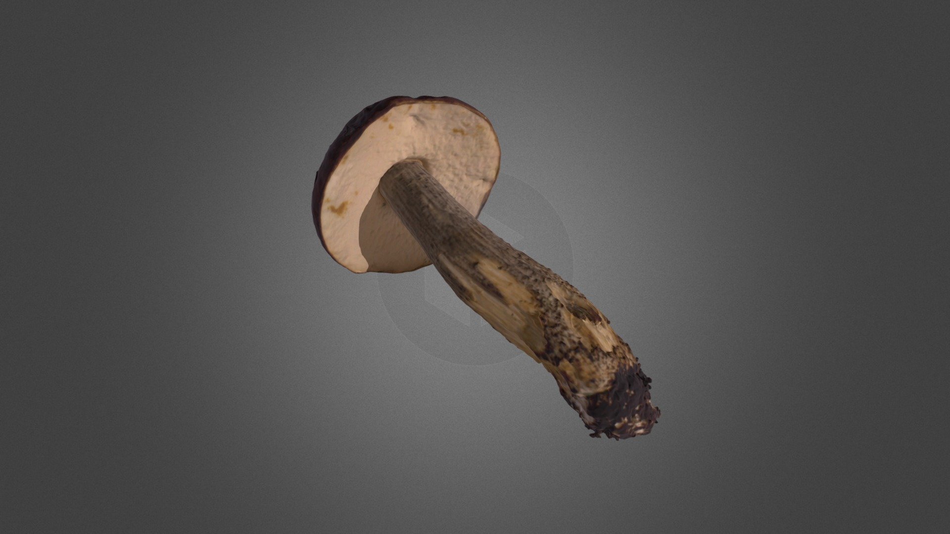 Mushroom Begbie