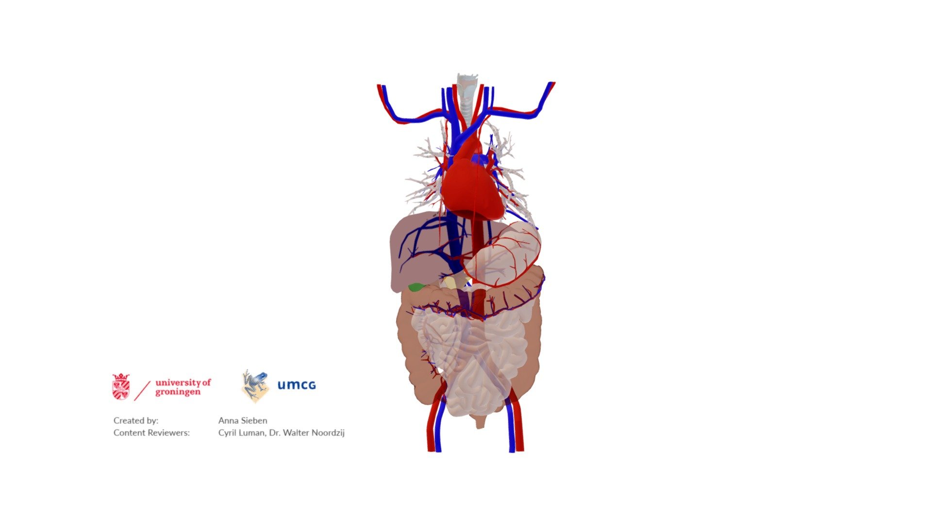 Thorax and abdomen: some arteries and veins