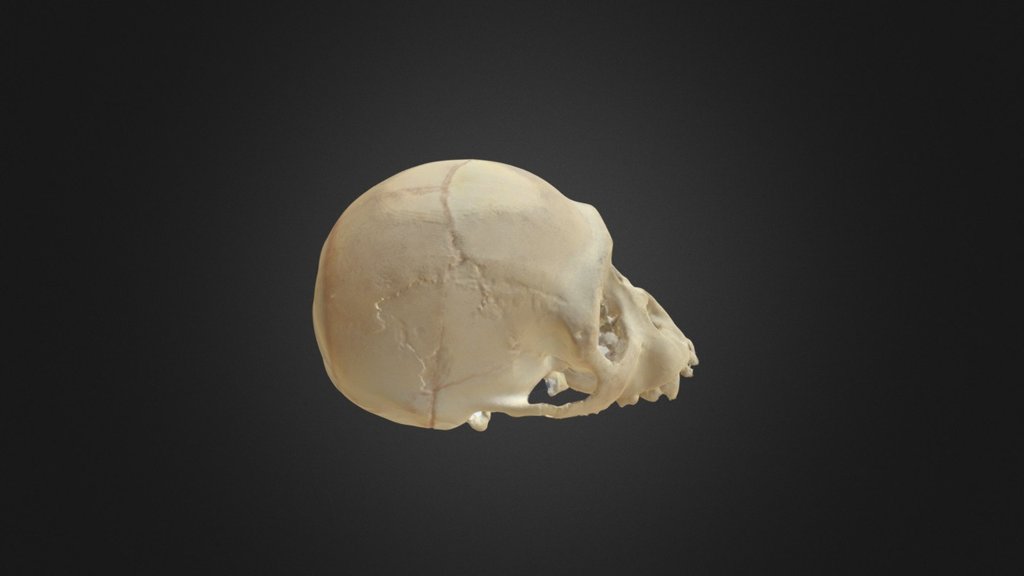 360 view of gorilla skull
