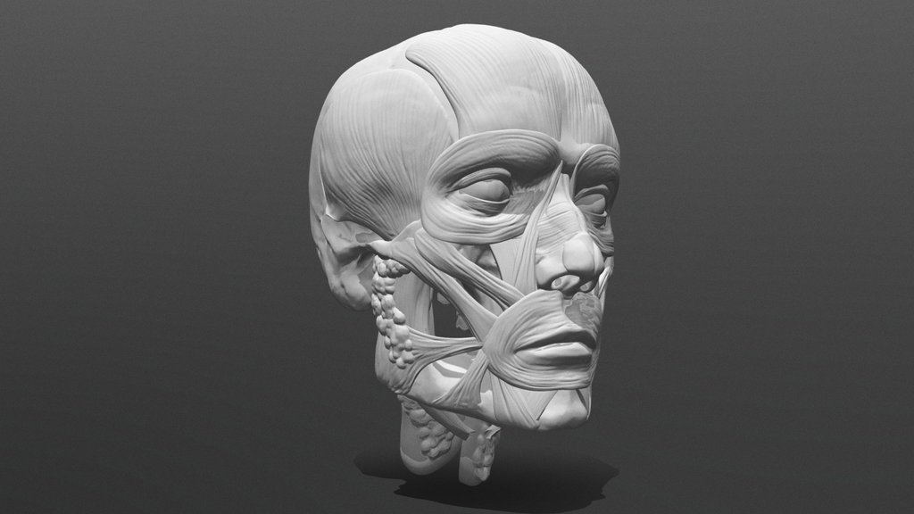 Male Facial-muscles Ecorche