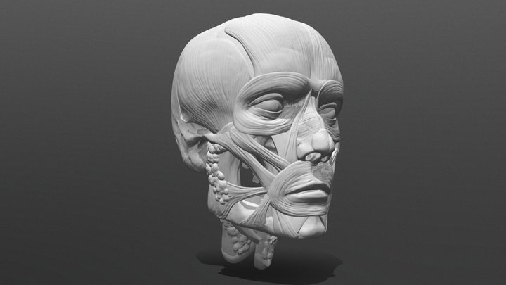 Male Facial-muscles Ecorche 3D Model
