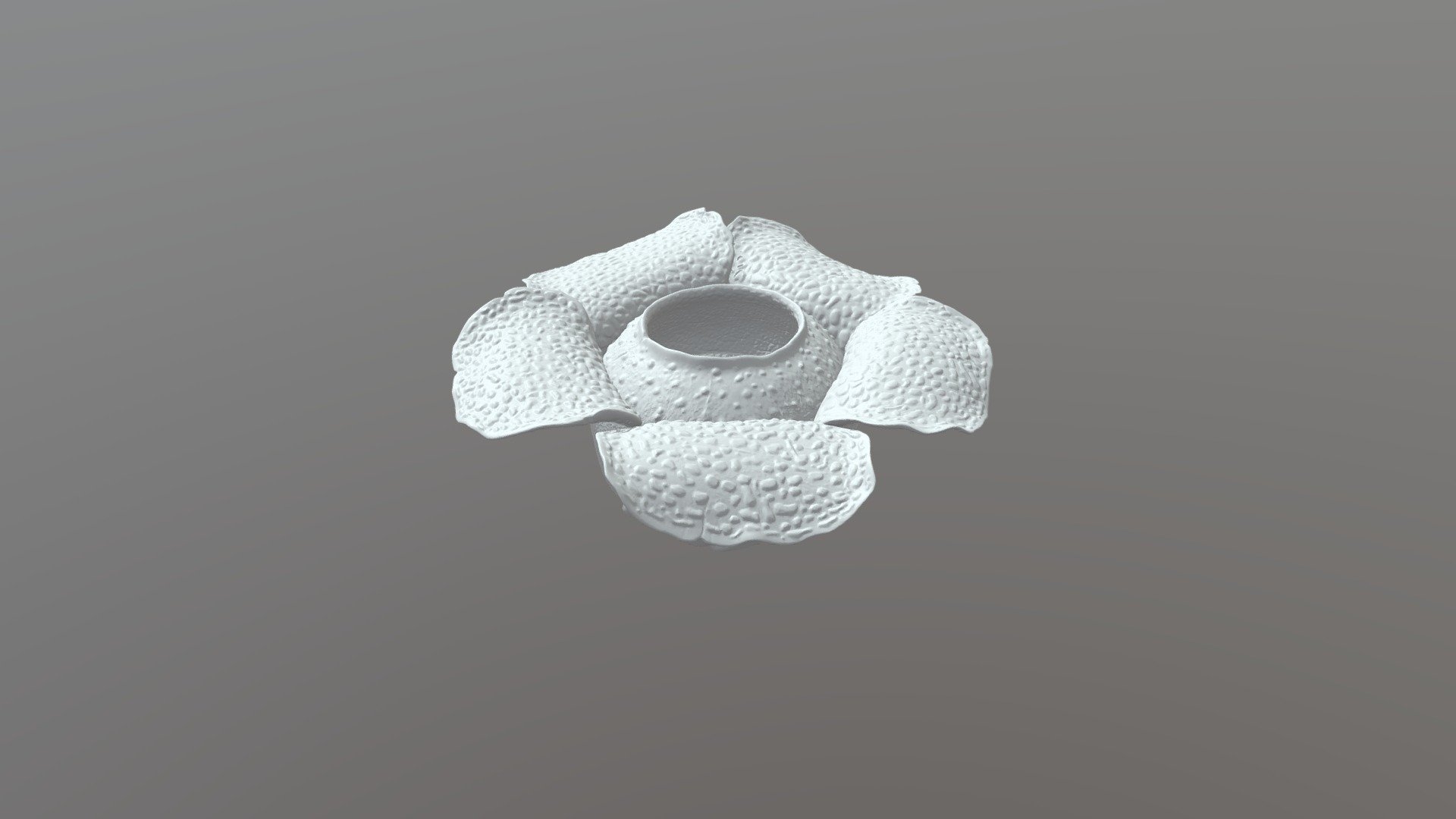 Rafflesia Keithii — Sketchfab embed 3D viewer
